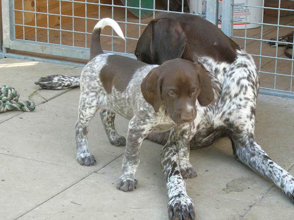 BigniavonKurhessen