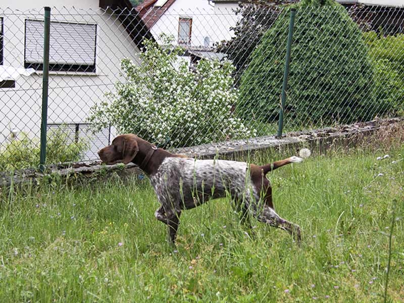 BismarckvKurhessen