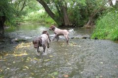 BWurfWasser_