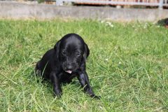 Dunja-